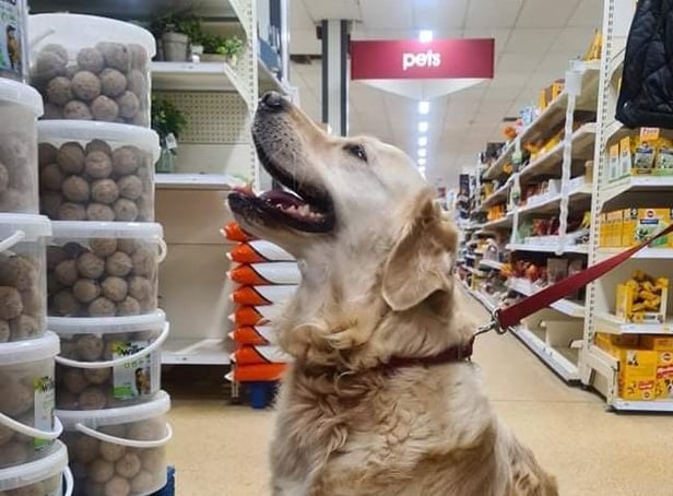 Dogs are now welcome in Wilko at MK's Kingston shopping centre